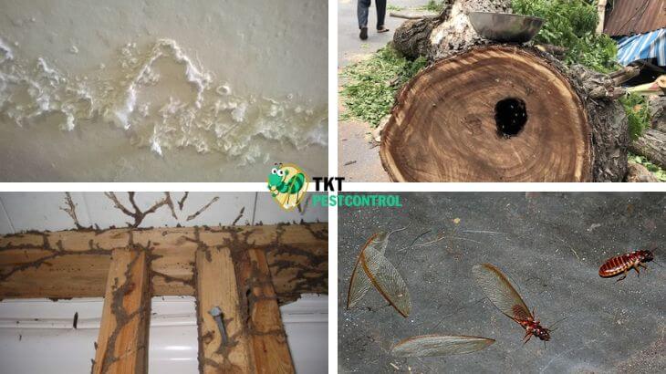 Image: 4 Signs Termites appear at home