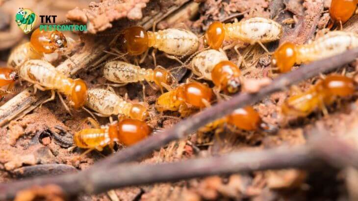 
Harm of Termites