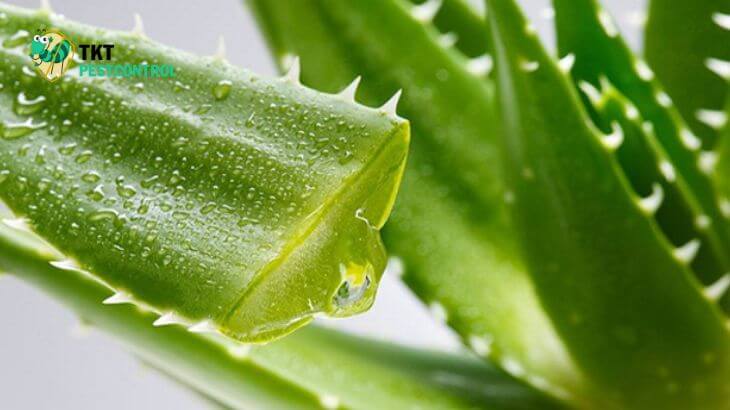 Photo: How to treat termites in the house with aloe vera
