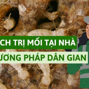 top 10 cách trị mối tại nhà