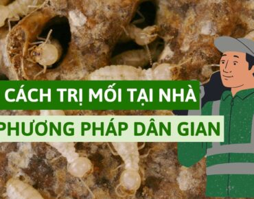 top 10 cách trị mối tại nhà