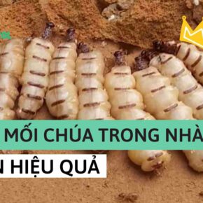 cách bắt mối chúa trong nhà