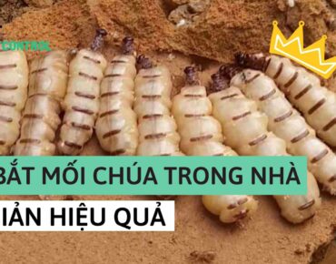 cách bắt mối chúa trong nhà