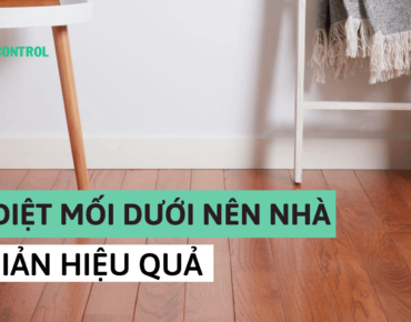 cách diệt mối dưới nền nhà