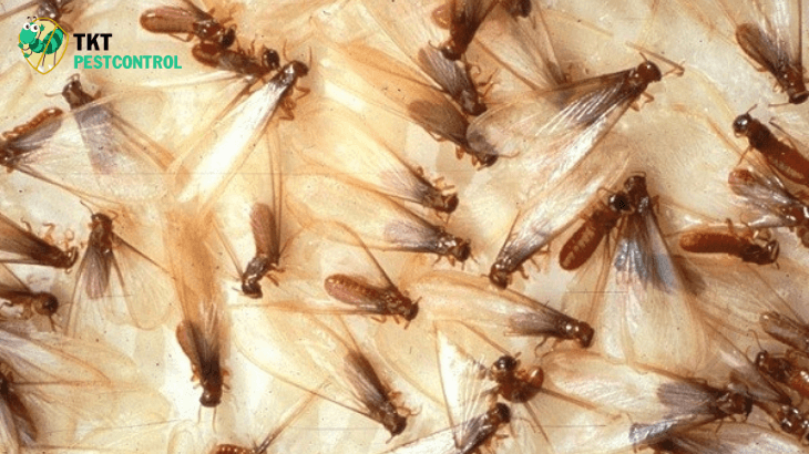 Image: What does a winged termite flying into the house indicate?