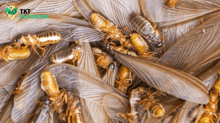 Image: Eliminate termites completely
