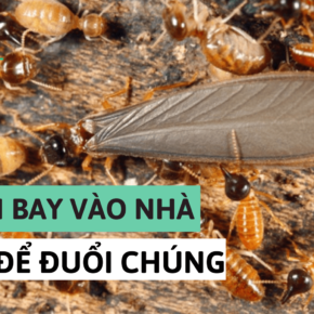mối cánh bay vào khắp nhà