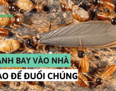 mối cánh bay vào khắp nhà