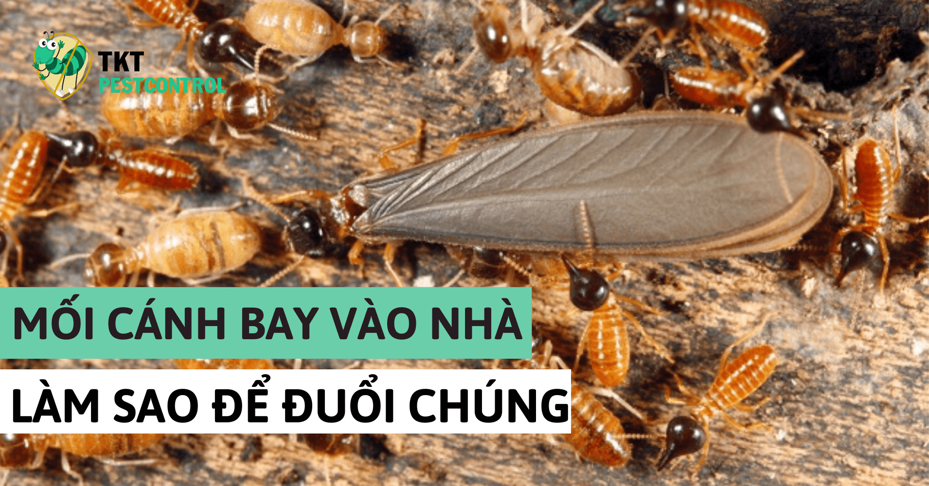 Mối cánh bay vào khắp nhà làm sao để đuổi chúng ?