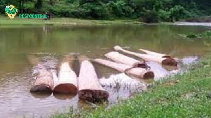 Cách diệt mối mọt gỗ bằng cách ngâm đồ gỗ bị mối mọt dưới nước