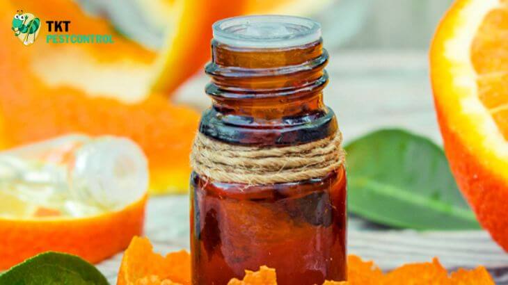 Cách diệt mối mọt gỗ bằng tinh dầu cam