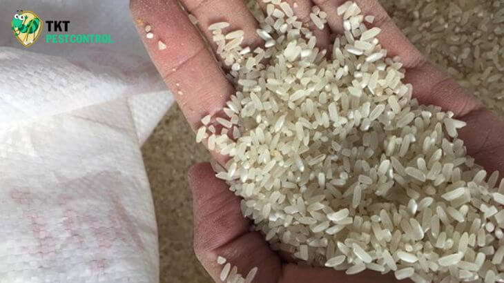 Ảnh hưởng của mọt gạo đến gạo