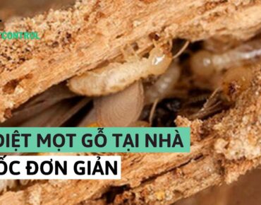 cách diệt mối mọt gỗ