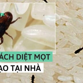 Cách diệt mối trong gạo