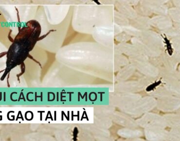 Cách diệt mối trong gạo