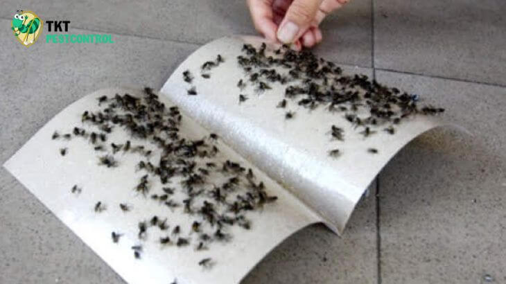 Đuổi ruồi ra khỏi nhà bằng tấm keo dính ruồi