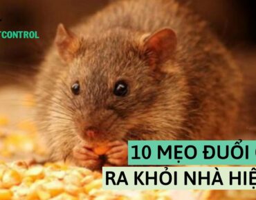 10 mẹo đuổi chuột ra khỏi nhà