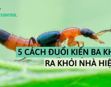 5 cách đuổi kiến trong nhà