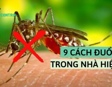 9 cách đuổi muỗi trong nhà
