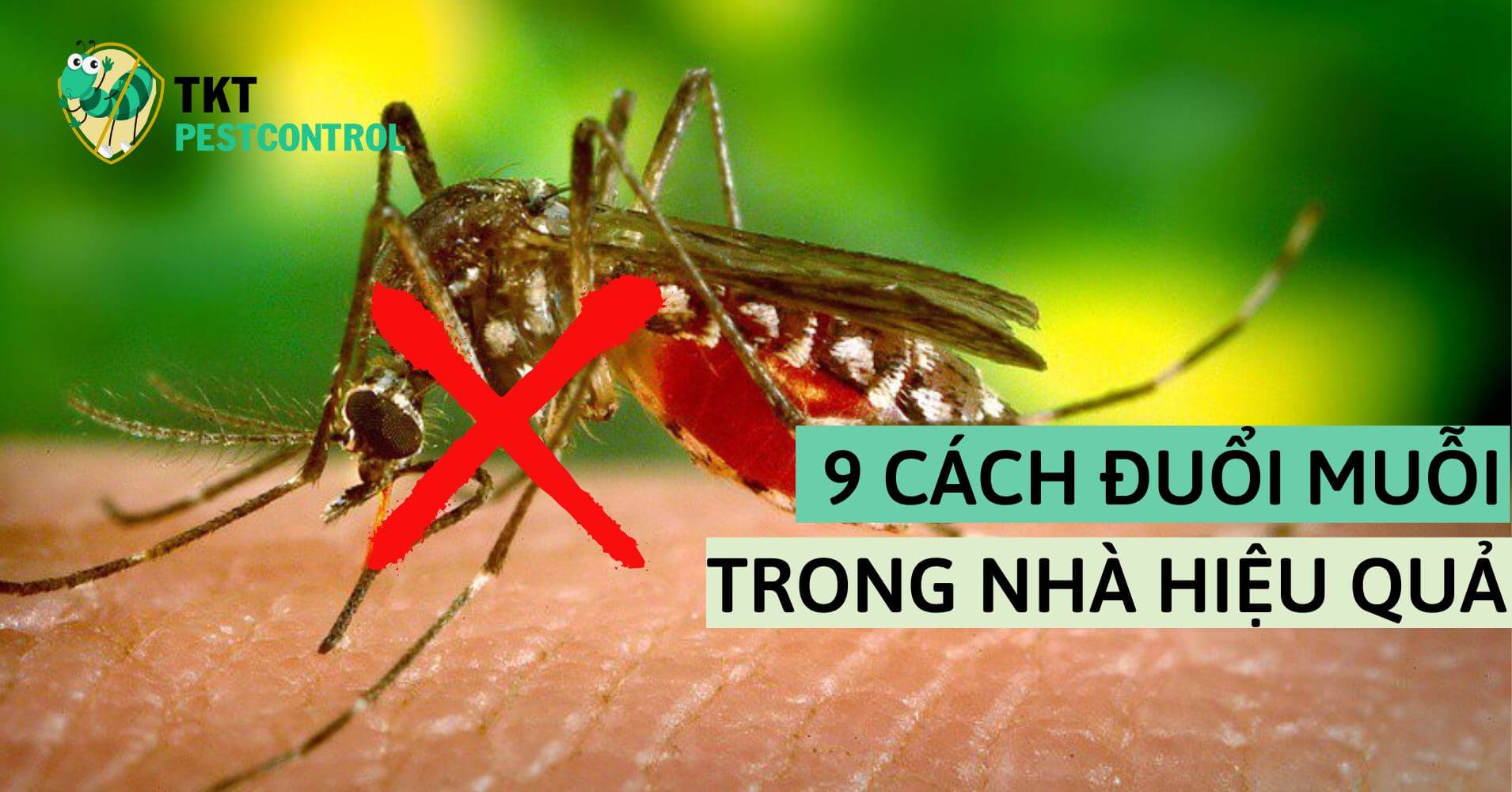 9 Cách đuổi muỗi trong nhà hiệu quả