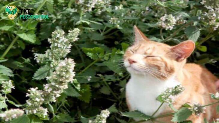 Image: Catnip plant