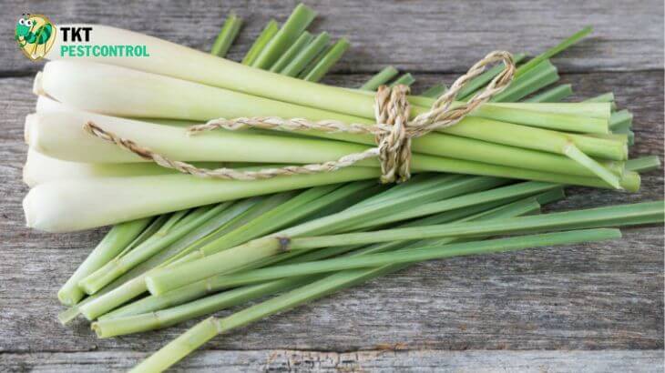 Image: Lemongrass tree