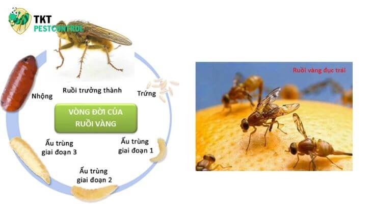 The most effective way to treat yellow flies is to kill eggs and larvae