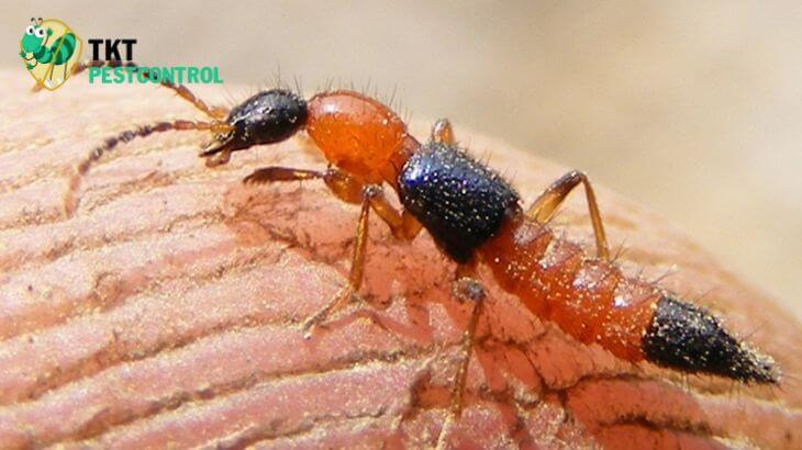 Image: Three-chambered ant
