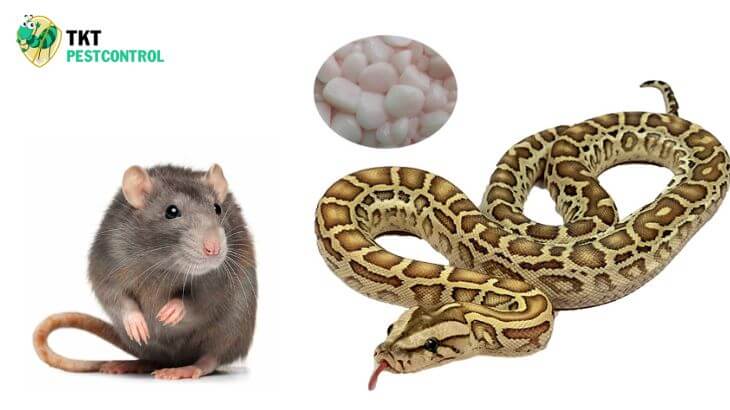 Image: Tips to keep mice out of the house with python fat