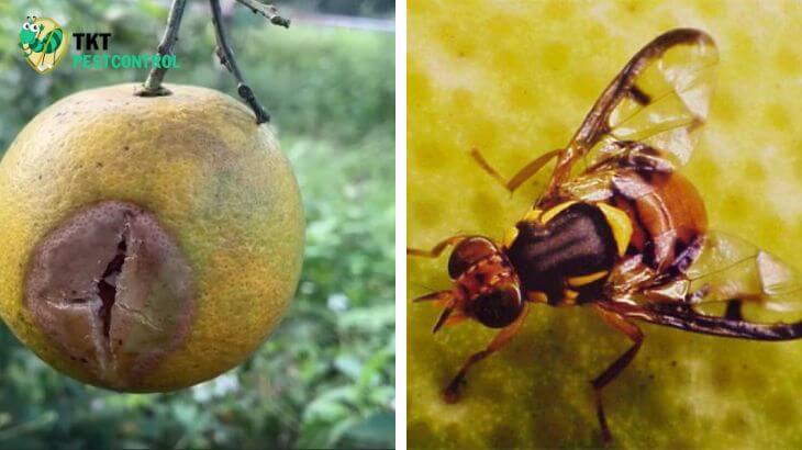 Harm of yellow fruit fly