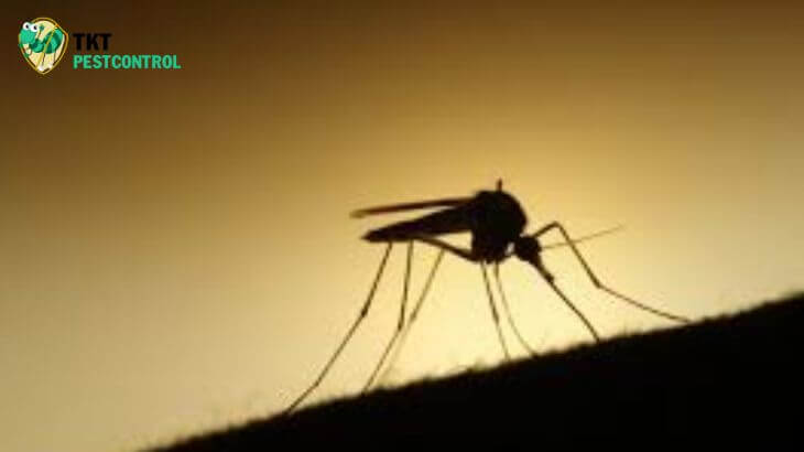 Muỗi thường xuất hiện nơi tối