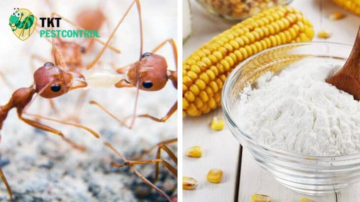 Image: Tips to kill ants with cornstarch