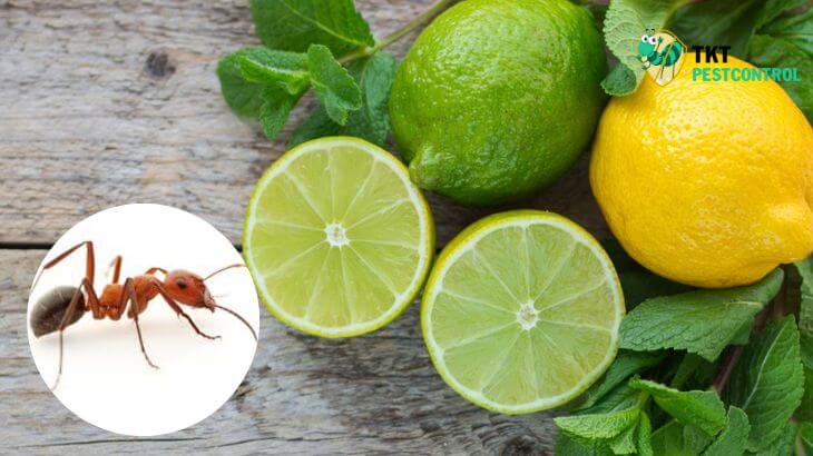 Image: Tips to kill ants with lemon essential oil