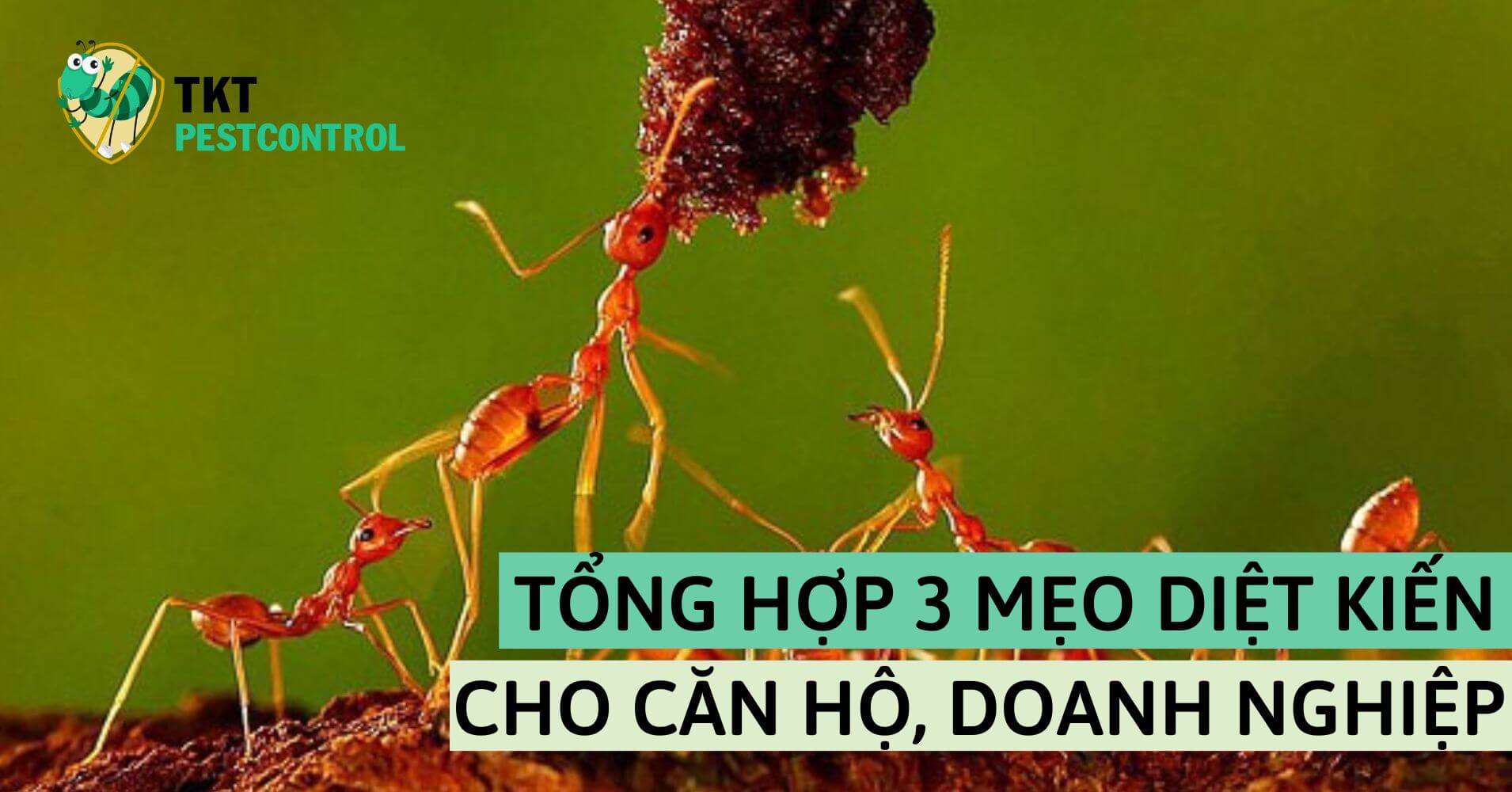Summary of 3 effective tips to kill ants