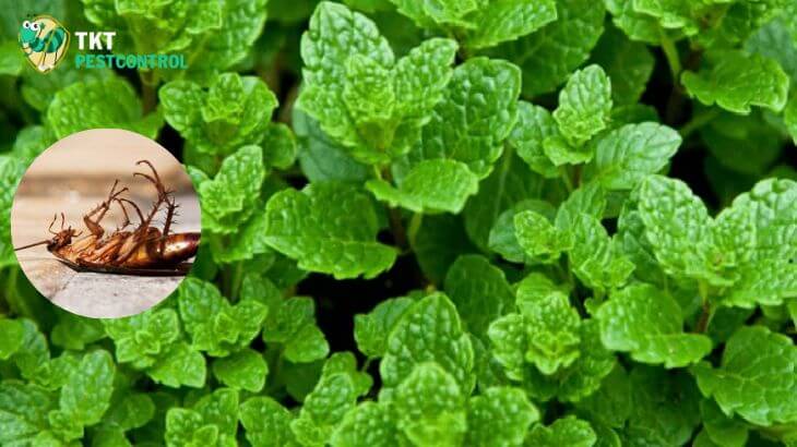 Image: Plants that repel cockroaches and basil