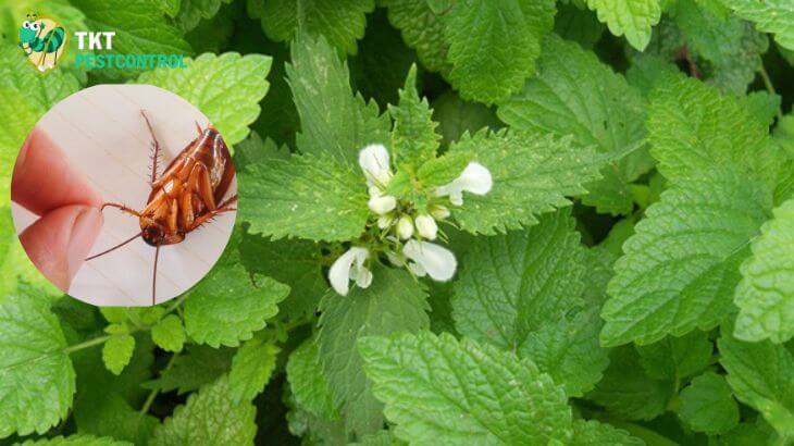 Image: Cockroach repellant plants