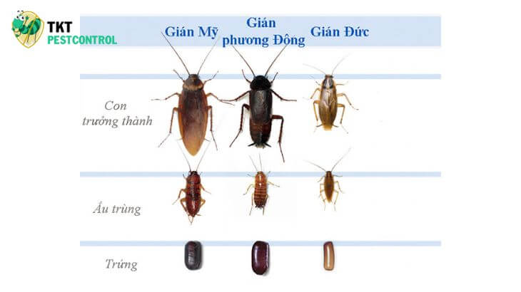 Đặc tính của gián