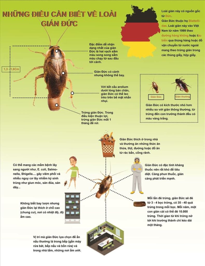 Image: Information about German cockroaches