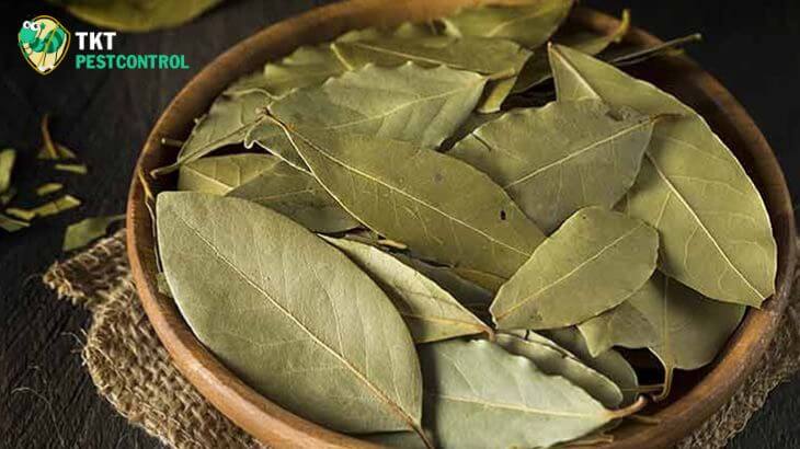 Image: Tips to kill cockroaches with bay leaves