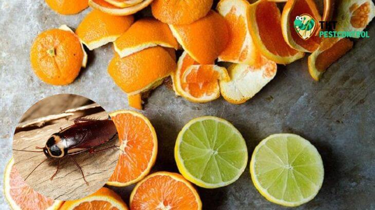 Image: Tips to kill cockroaches with orange and lemon peels