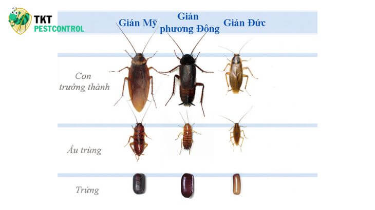 Image: Distinguishing normal cockroaches and German cockroaches