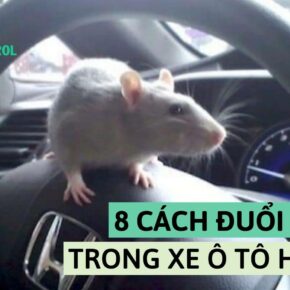 cách đuổi chuột trong xe ô tô