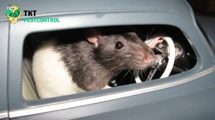 Nguyên nhân chuột trong xe ô tô