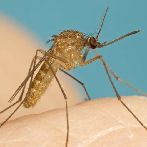 Muỗi thường (muỗi nhà) – Culex