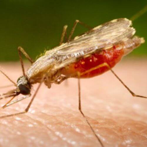 Muỗi Anophen – muỗi sốt rét – Anopheles