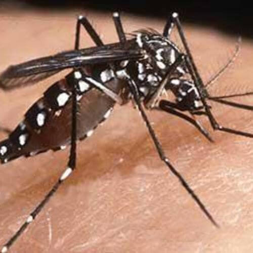 Muỗi vằn – Aedes aegypti