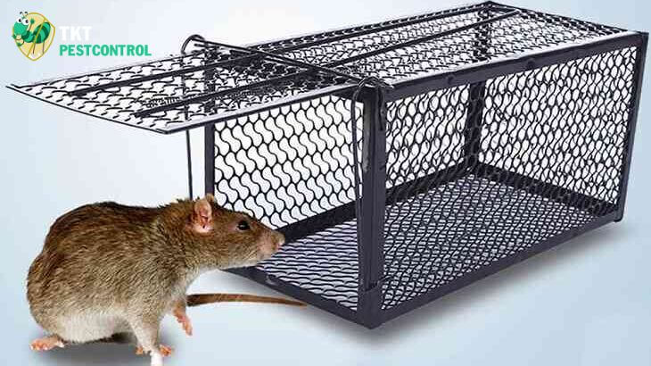 Chia sẻ cách bẫy chuột thông minh từ chuyên gia TKT Pestcontrol