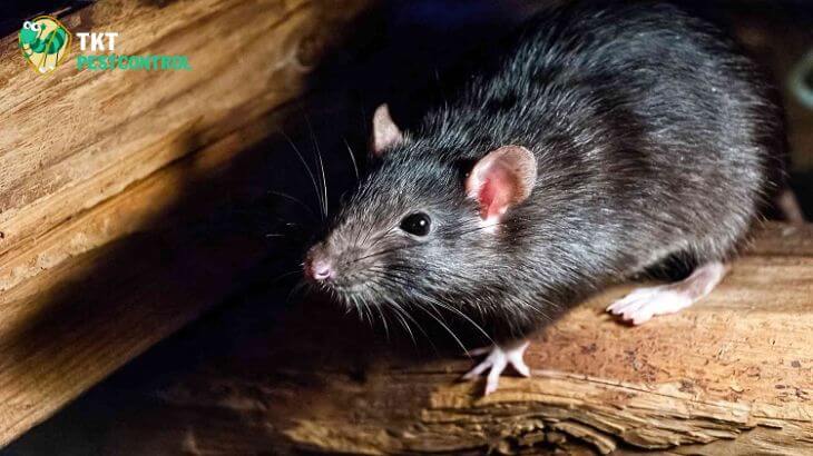 Tìm hiểu về chuột