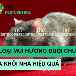 mui huong duoi chuot