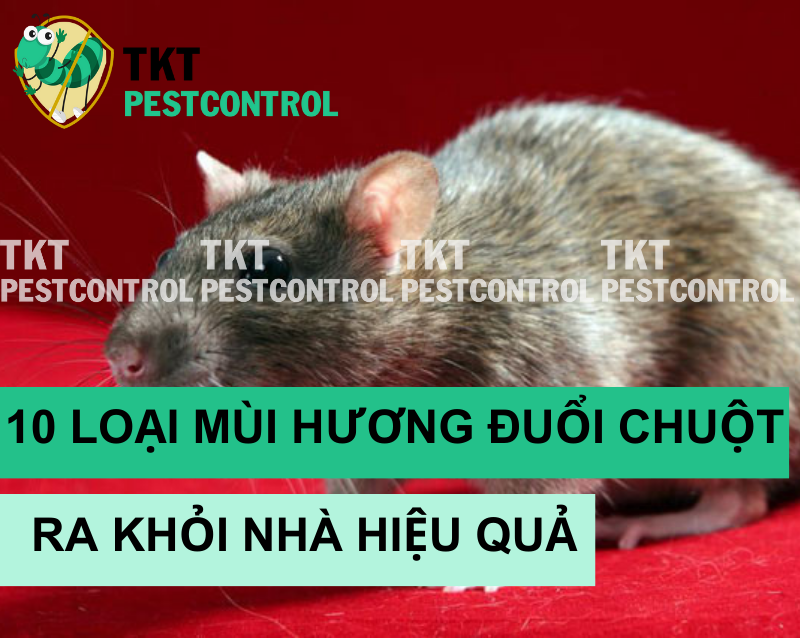 Chuột sợ mùi gì nhất? 10 Loại mùi hương đuổi chuột ra khỏi nhà hiệu quả